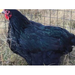 Black Australorps