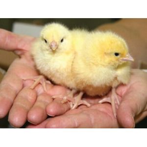 Boschvelder day-old chicks